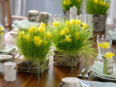 Table decoration with wheatgrass, daffodil and birch