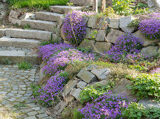 Man planting stone wall with blue pistillas and cranesbill