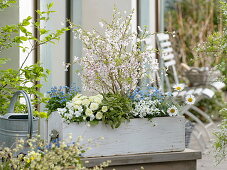 Spring box planting blue and white