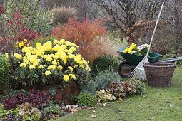 Chrysanthemum indicum 'Novembersonne' (Autumn Chrysanthemum), Spiraea