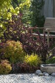 Red-yellow bed with Berberis thunbergii 'Atropurpurea' (barberries)