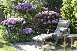 Rhododendron in partial shade, Hosta 'Francee'