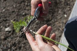 Planting leeks in the bed