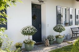 House entrance with Argyranthemum frutescens 'Stella 2000', 'Duplo White'.