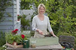 Plant geraniums and lavender in wooden box 1/4