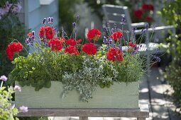 Plant geranium and lavender in a wooden box