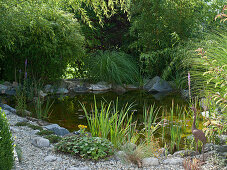 Teich mit Goldfischen, Sinarundinaria und Phyllostachys aurea