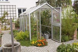 Gewächshaus mit Tomaten (Lycopersicon), Tagetes (Studentenblumen)