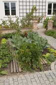 Vegetable patch in cottage garden with celery (Apium), broccoli (Brassica)