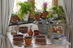 Growing summer flowers and vegetables indoors