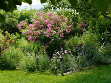 Beet neben Apfelbaum (Malus), Rosa 'American Pillar'