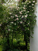 Rosa 'Ghislaine de Feligonde' (Historische Rambler-Rose) am Haus