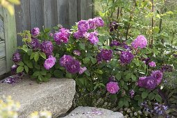 Rosa 'Marie Louise' 'Cardinal de Richelieu' (roses) at the garden house