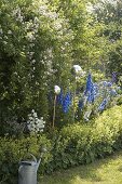 Blue and white perennial border with Delphinium, Campanula