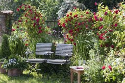 Rosa 'Flammentanz' (climbing rose) on metal fence, Spartina