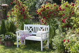 Rose 'flame dance' (climbing rose) on metal fence, Spartina