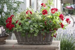 Basket box with Pelargonium Caliente 'Deep Red' (geraniums), strawberry