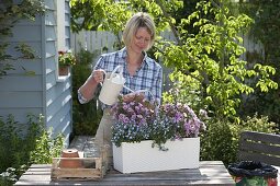 Lechuza - Planting a box with Cape mallow and male chaff (3/4)