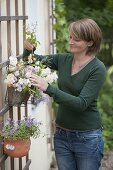 Putting a bouquet of roses in a hanging pot on a trellis 1/2