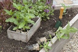 Planting trapeze beds with zinnias