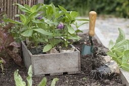 Trapezbeete mit Zinnien bepflanzen