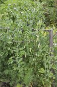 Vegetable bed with Krimberg pea and Capuchin pea 'Blauschokkers'.