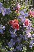 Pink 'Amelia' (Renaissance rose), Clematis integrifolia 'Juuli'