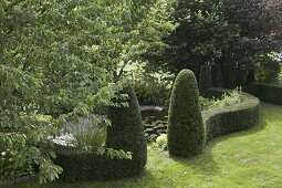 Water area divided by a curved hedge of Taxus baccata