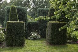 Flowering Rosa (rose) in niche, bordered with Taxus baccata