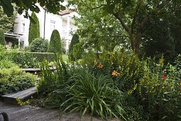 Staudenbeet mit Hemerocallis (Taglilien) und Lysimachia punctata