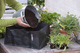 Planting herbs in a bed bag (1/4)