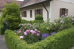 Vorgarten mit Hecke und Kugel-Formschnitt aus Buxus (Buchs), Magnolia