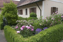 Front garden with hedge and ball topiary of Buxus (Boxwood), Magnolia