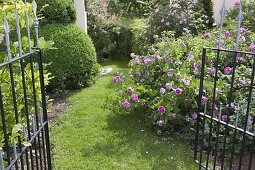 View through open garden gate at Rosa (rose), Buxus (boxwood)