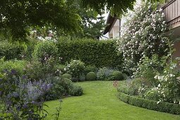 Rosa (Kletterrose) am Haus, geschwungenes Staudenbeet mit Buxus