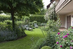 Rosa (Kletterrose) am Haus, geschwungenes Staudenbeet mit Buxus