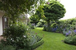 Garden with curved perennial beds, Robinia pseudoacacia