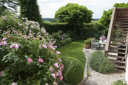 View in garden framed with hedge, Rosa 'Rosa Mundi'