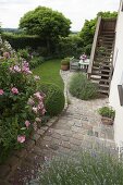 Blick in Garten eingerahmt mit Hecke, Rosa 'Rosa Mundi' (historische Rose)