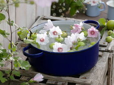 Flowers of Lavatera (bush mallow) and green apples (Malus)