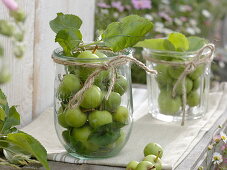 Grüne Äpfel (Malus) in Einmachglas, dekoriert mit Rupfenschnur