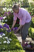 Bauerngarten mit blühenden Stauden und Sommerblumen