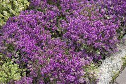 Field thyme 'Coccineus' (Thymus serpyllum)