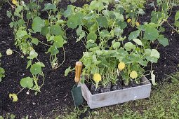 Planting a tree slice with nasturtium (1/2)