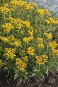 Sedum floriferum 'Weihenstephaner Gold' (Gold-Fetthenne)