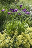 Iris ensata 'Sensation' (Japanische Garten-Schwertlilie)