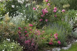 Rose 'Heidetraum', 'Leonardo da Vinci', lavender