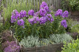 Phlox paniculata 'Purpurkuppel' (Flammenblumen)