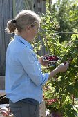 Woman harvesting raspberries