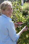 Frau erntet Himbeeren